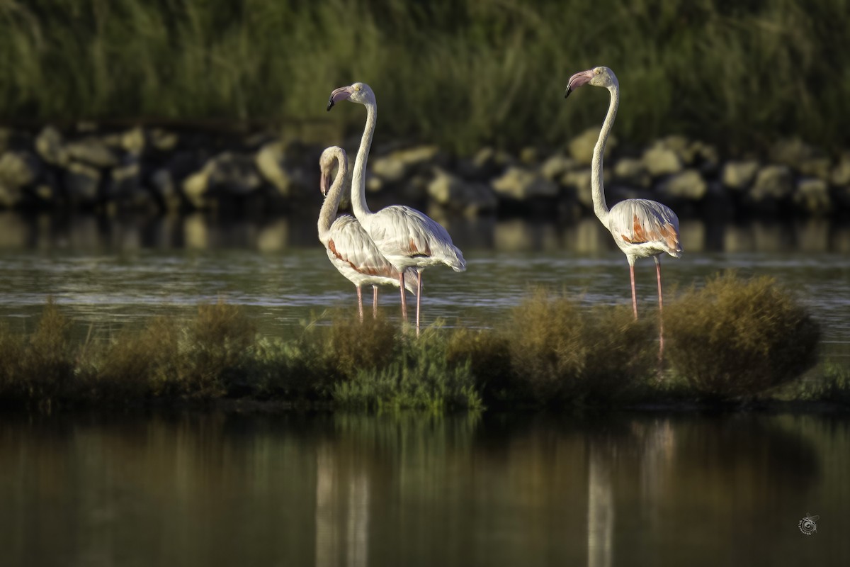 Greater Flamingo - ML633338720