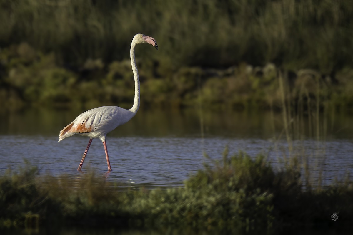 Greater Flamingo - ML633338721