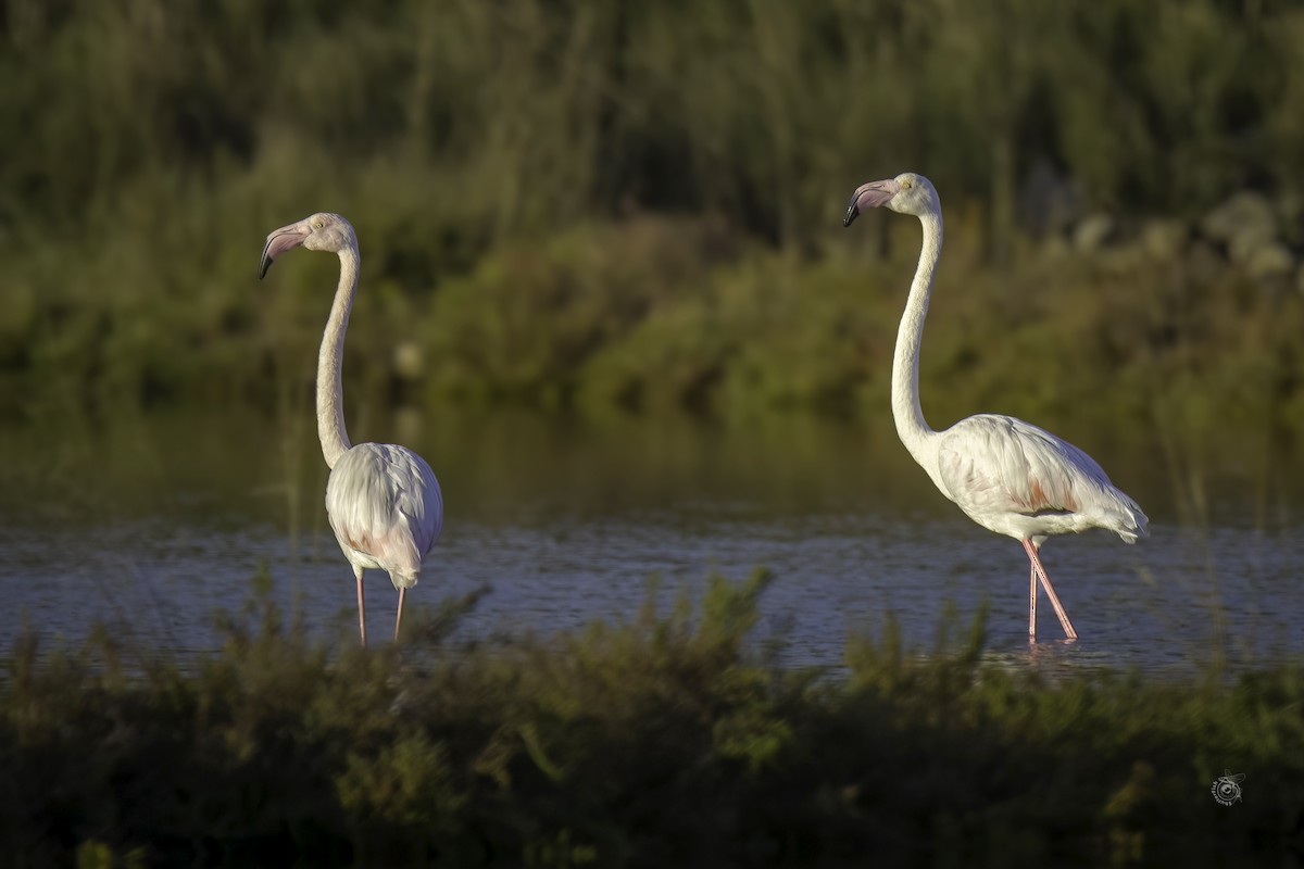 Greater Flamingo - ML633338722