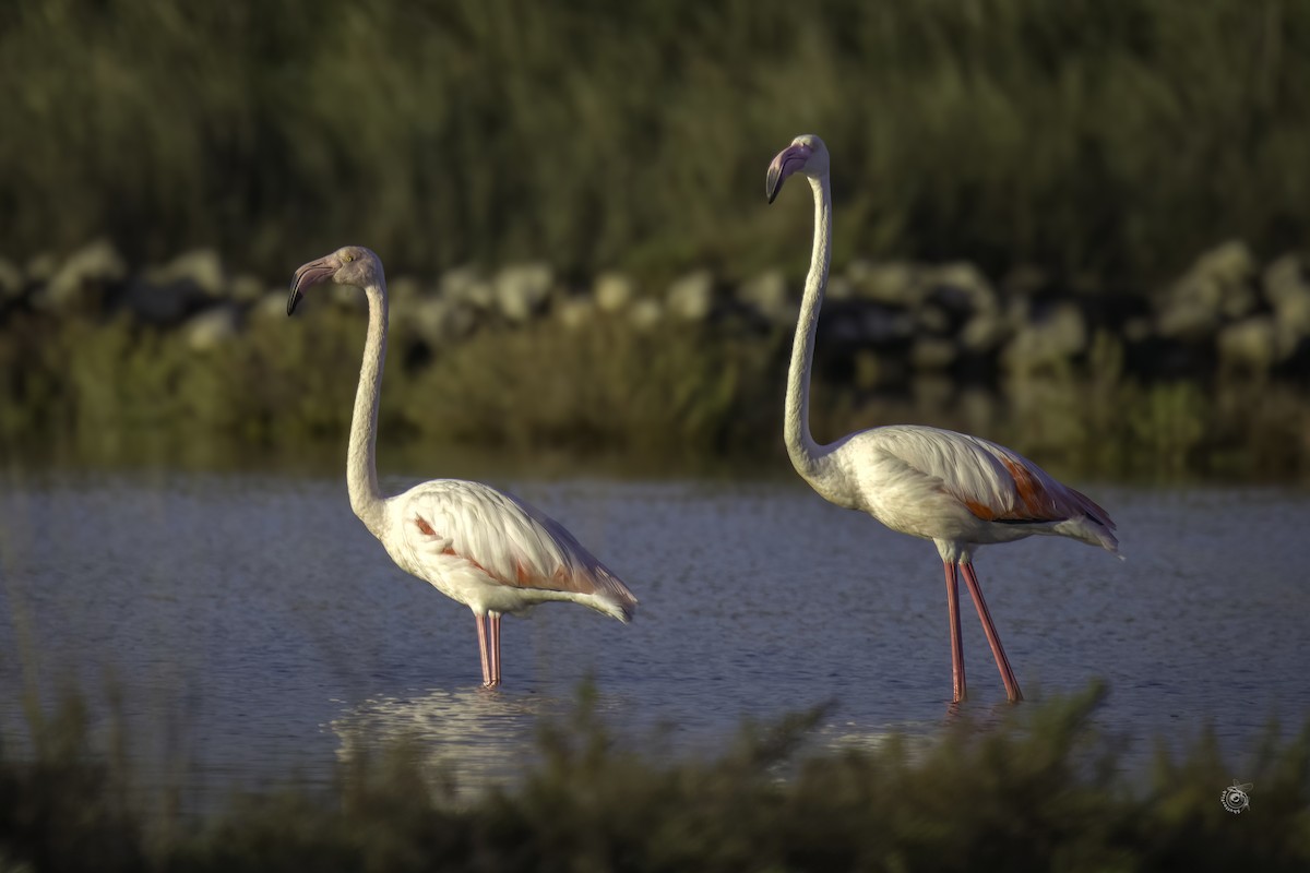 Greater Flamingo - ML633338723