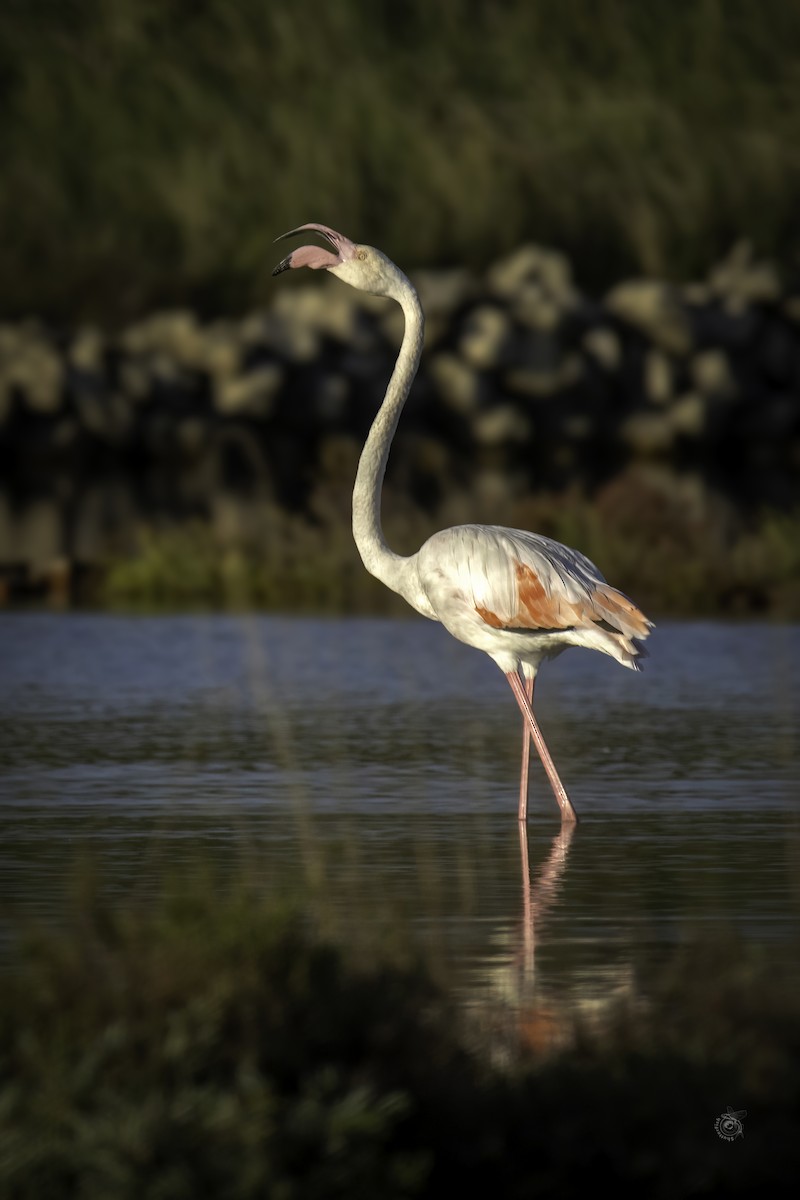 Greater Flamingo - ML633338724
