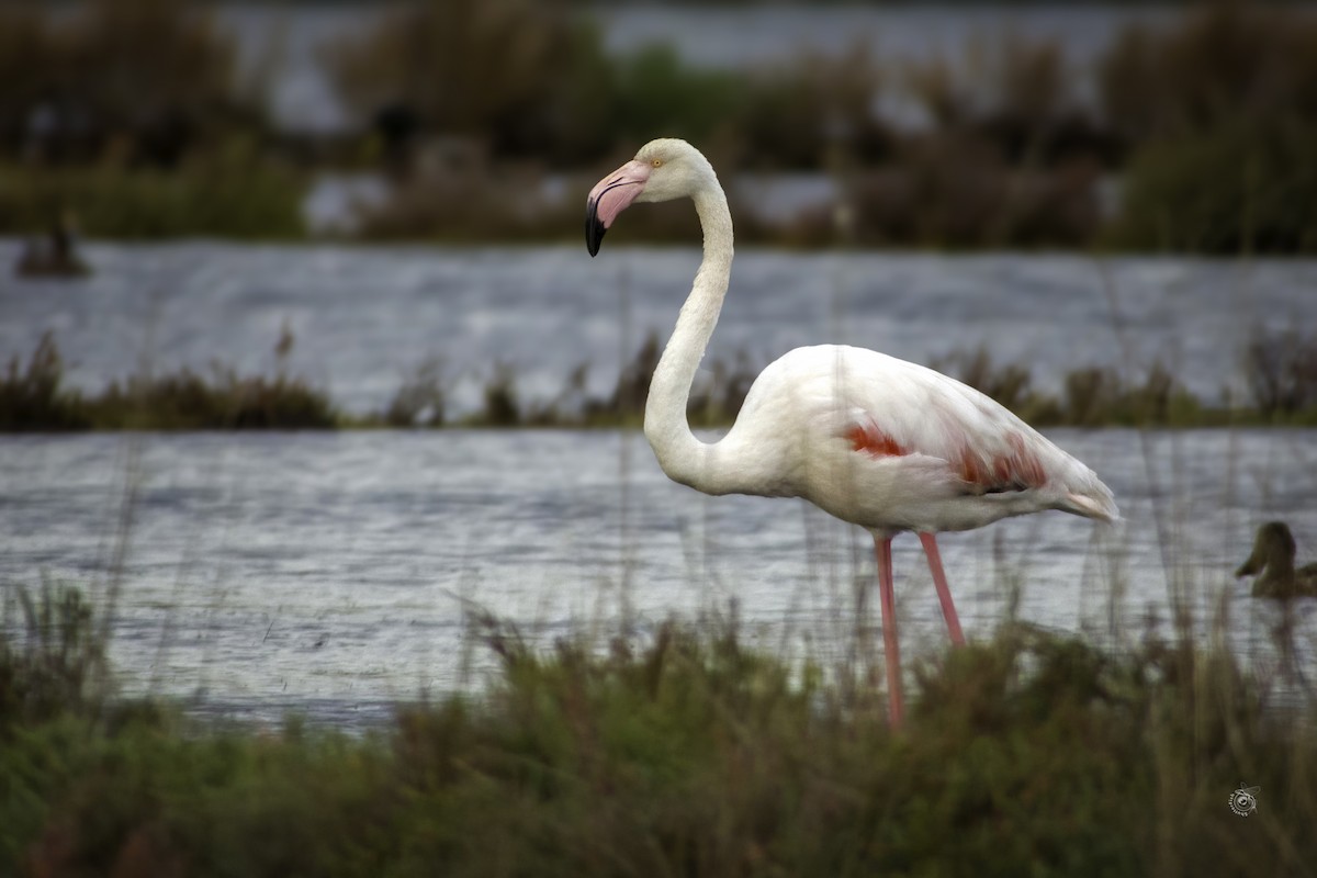 Greater Flamingo - ML633338725
