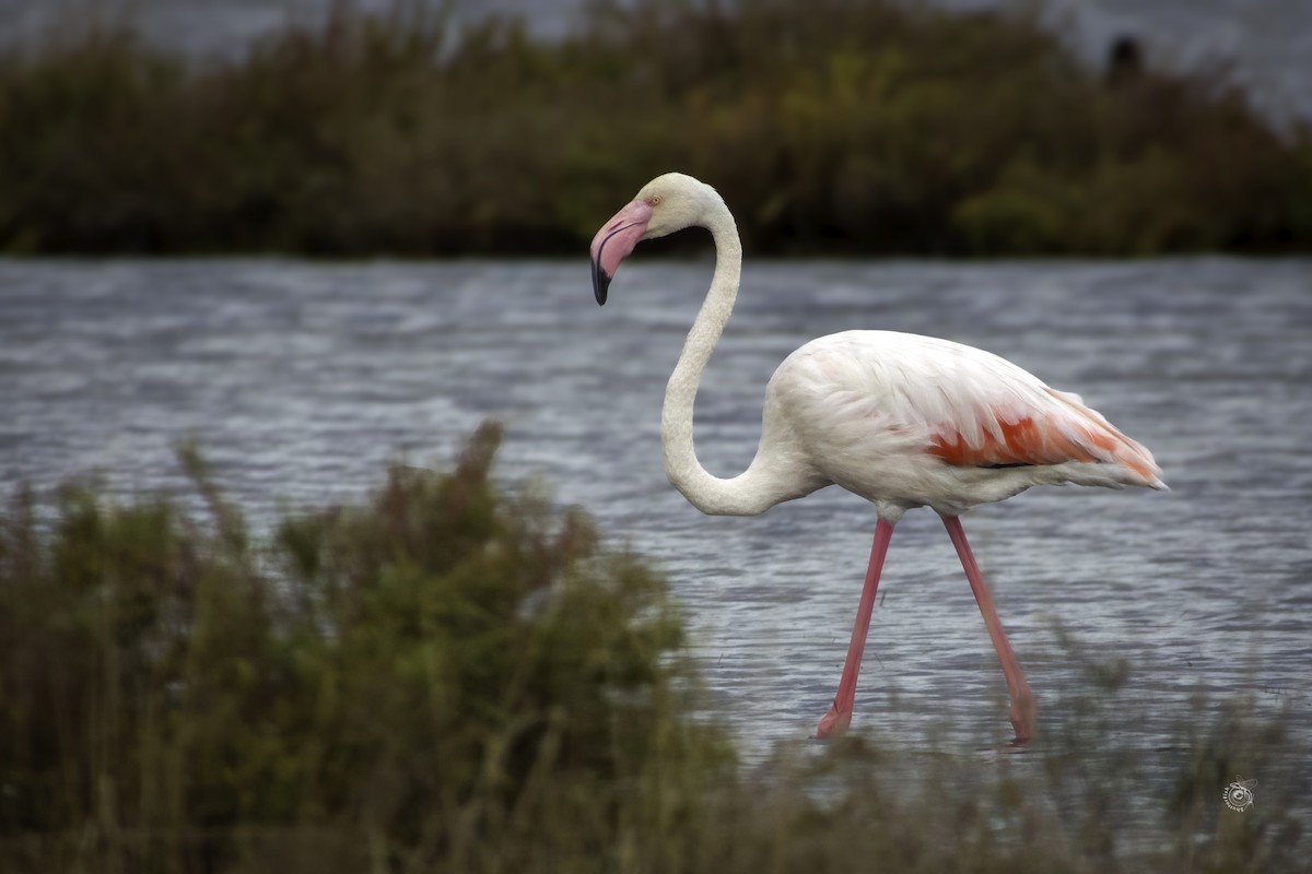 Greater Flamingo - ML633338726