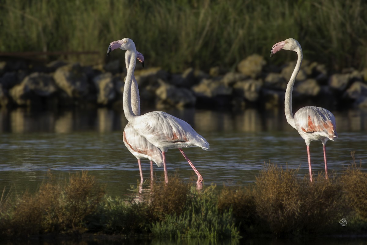 Greater Flamingo - ML633338727