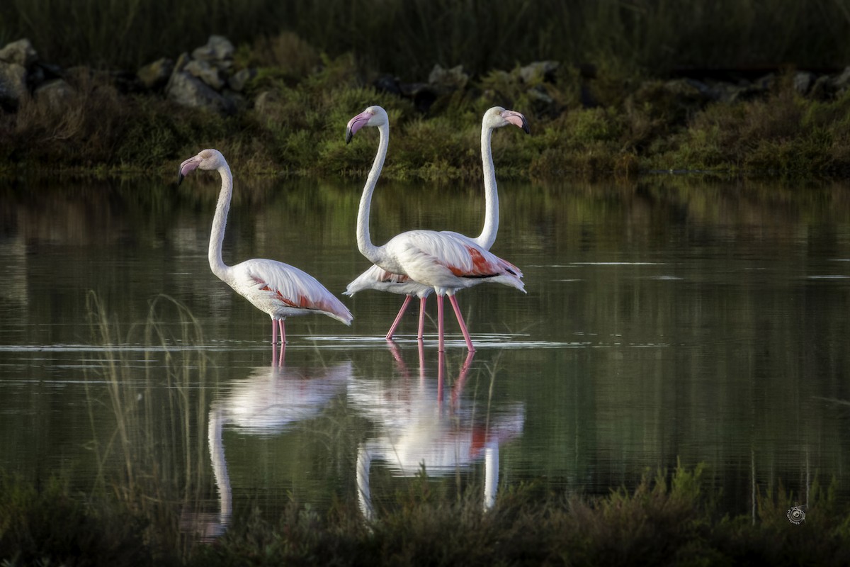 Greater Flamingo - ML633338728