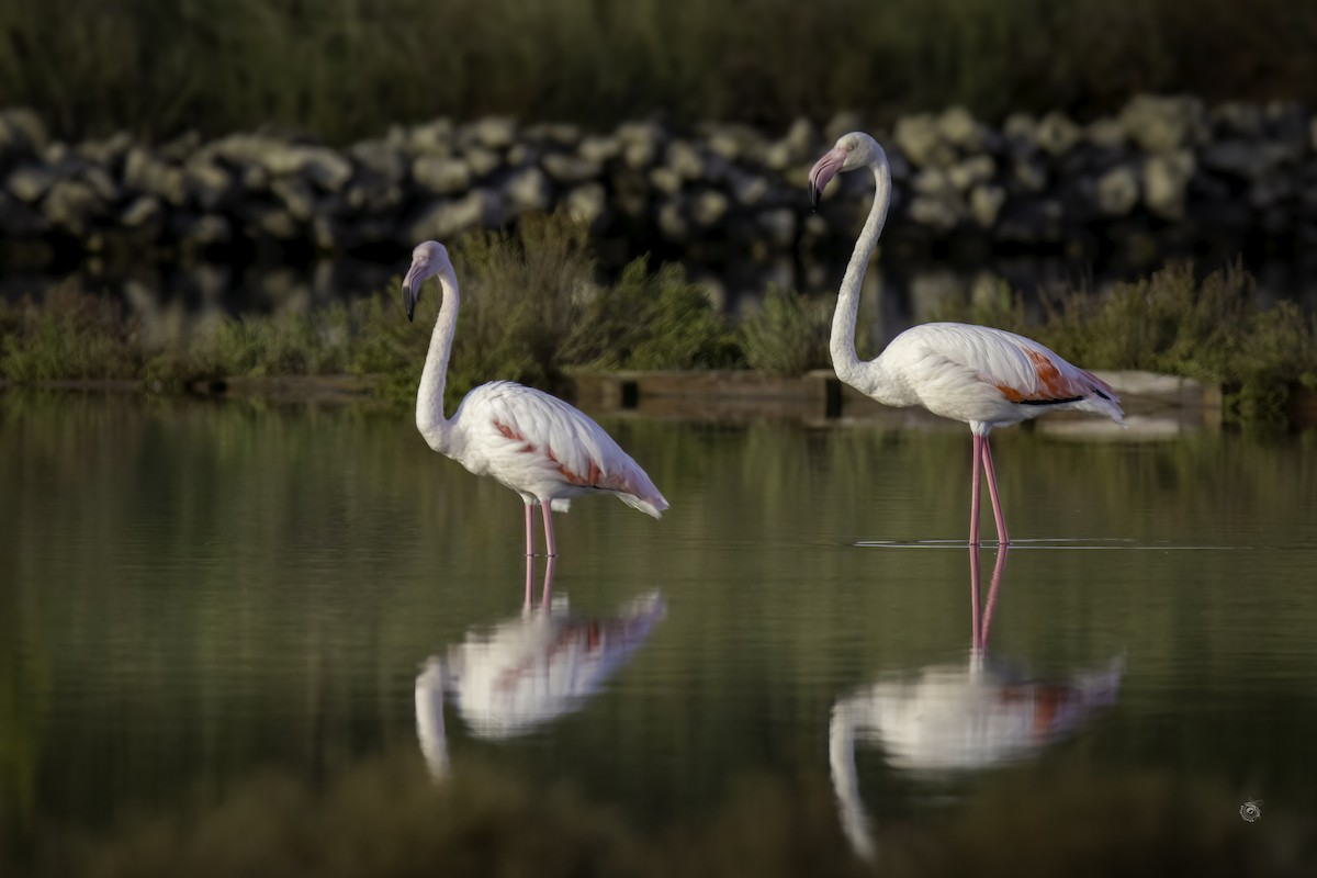 Greater Flamingo - ML633338729
