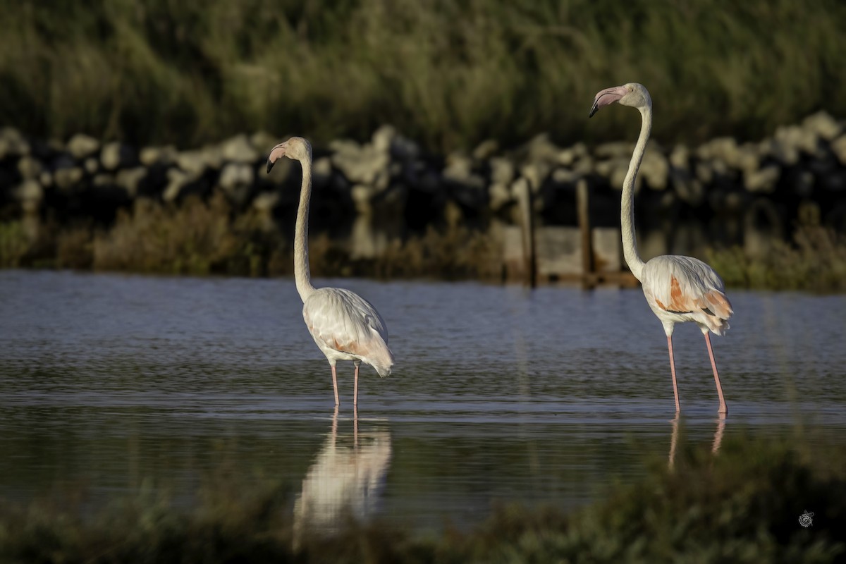 Greater Flamingo - ML633338730