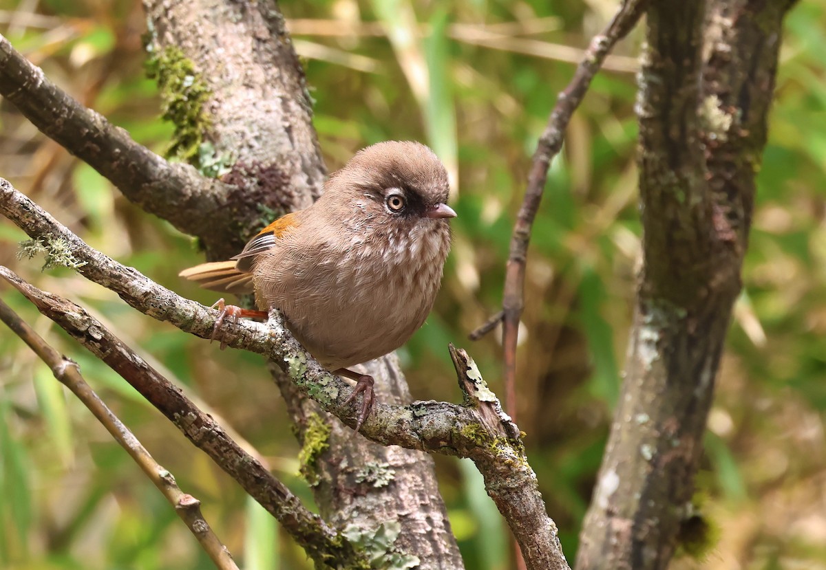 Taiwan Fulvetta - ML633338755