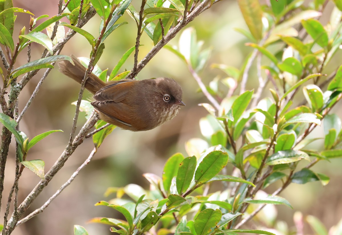 Taiwan Fulvetta - ML633338756