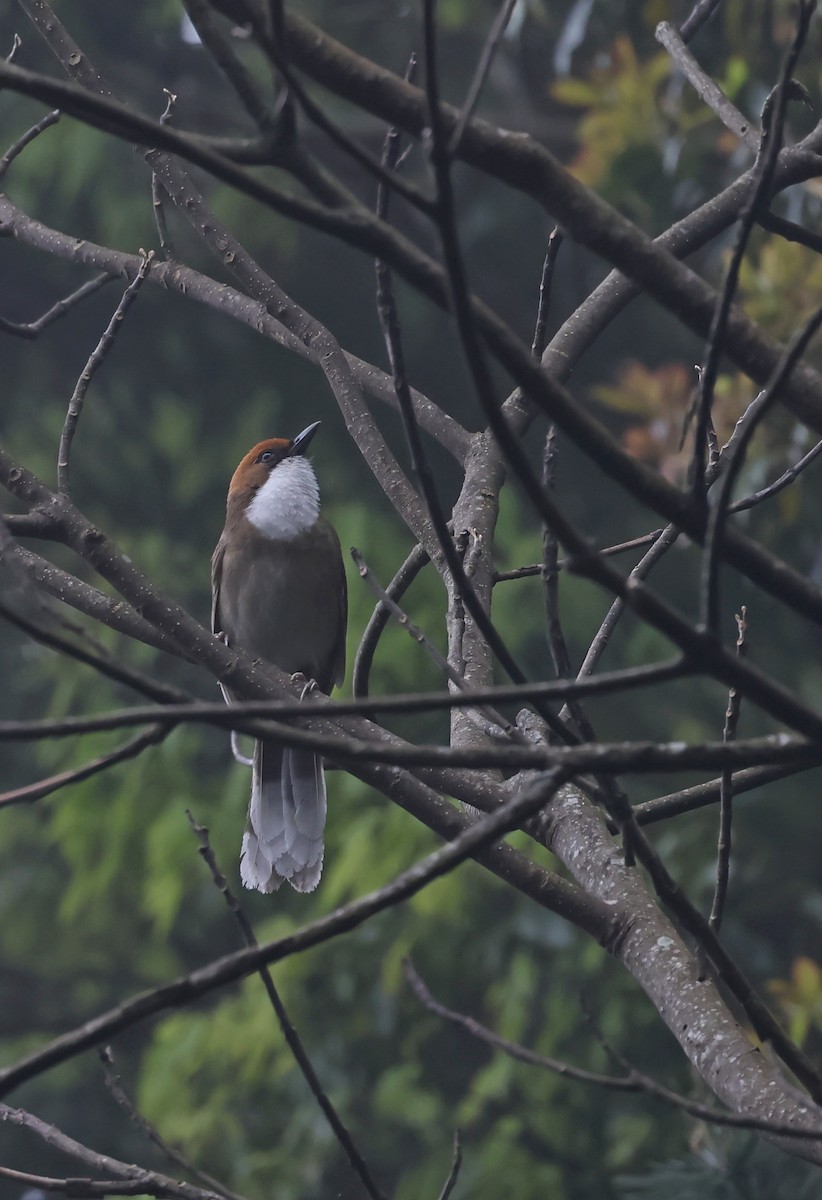 Rufous-crowned Laughingthrush - ML633338771