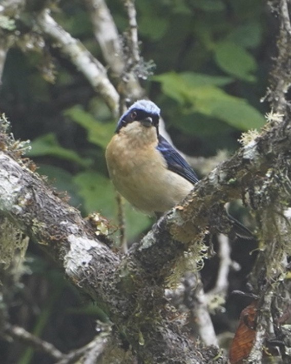 Fawn-breasted Tanager - ML633338892