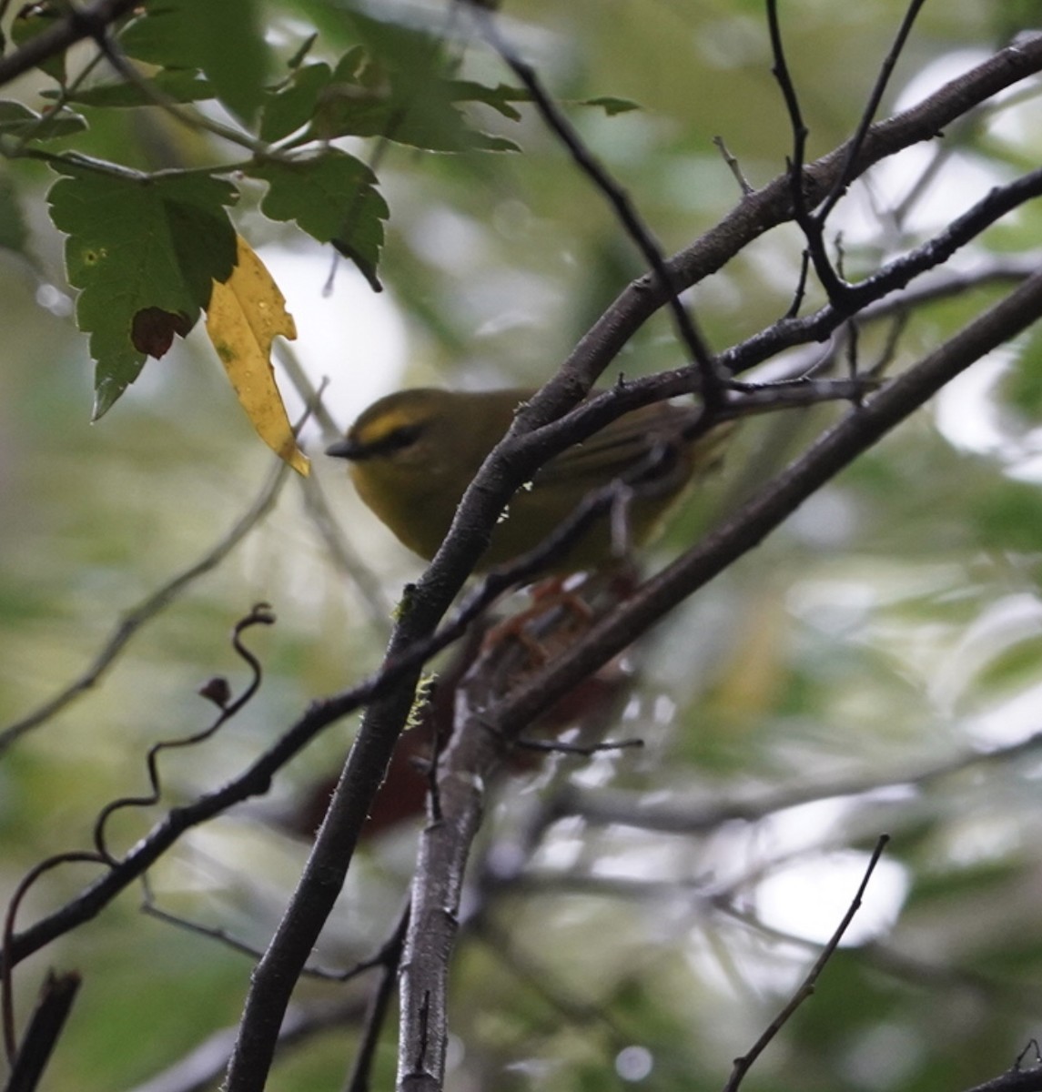 Citrine Warbler (Bolivian) - ML633339028
