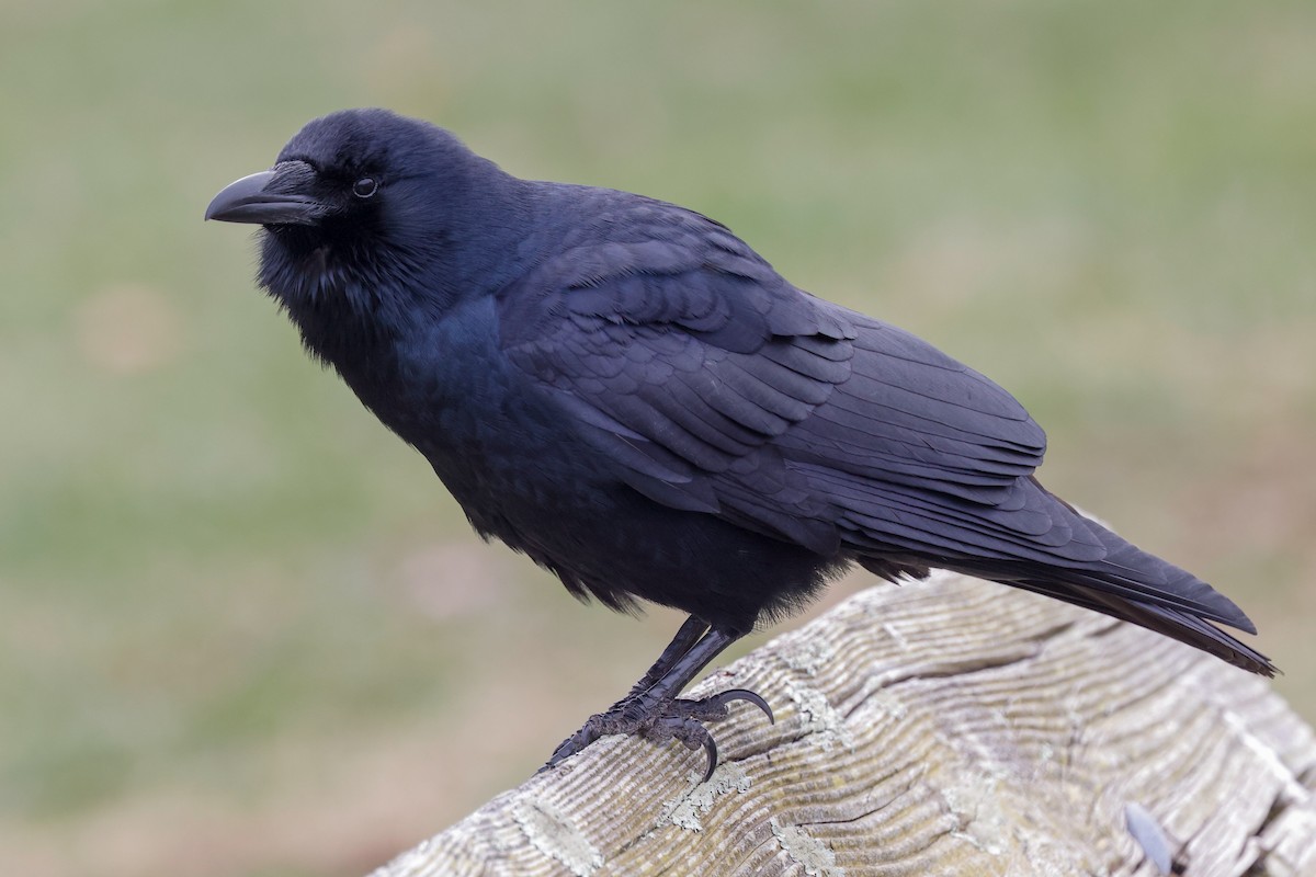 Fish Crow - ML633339086