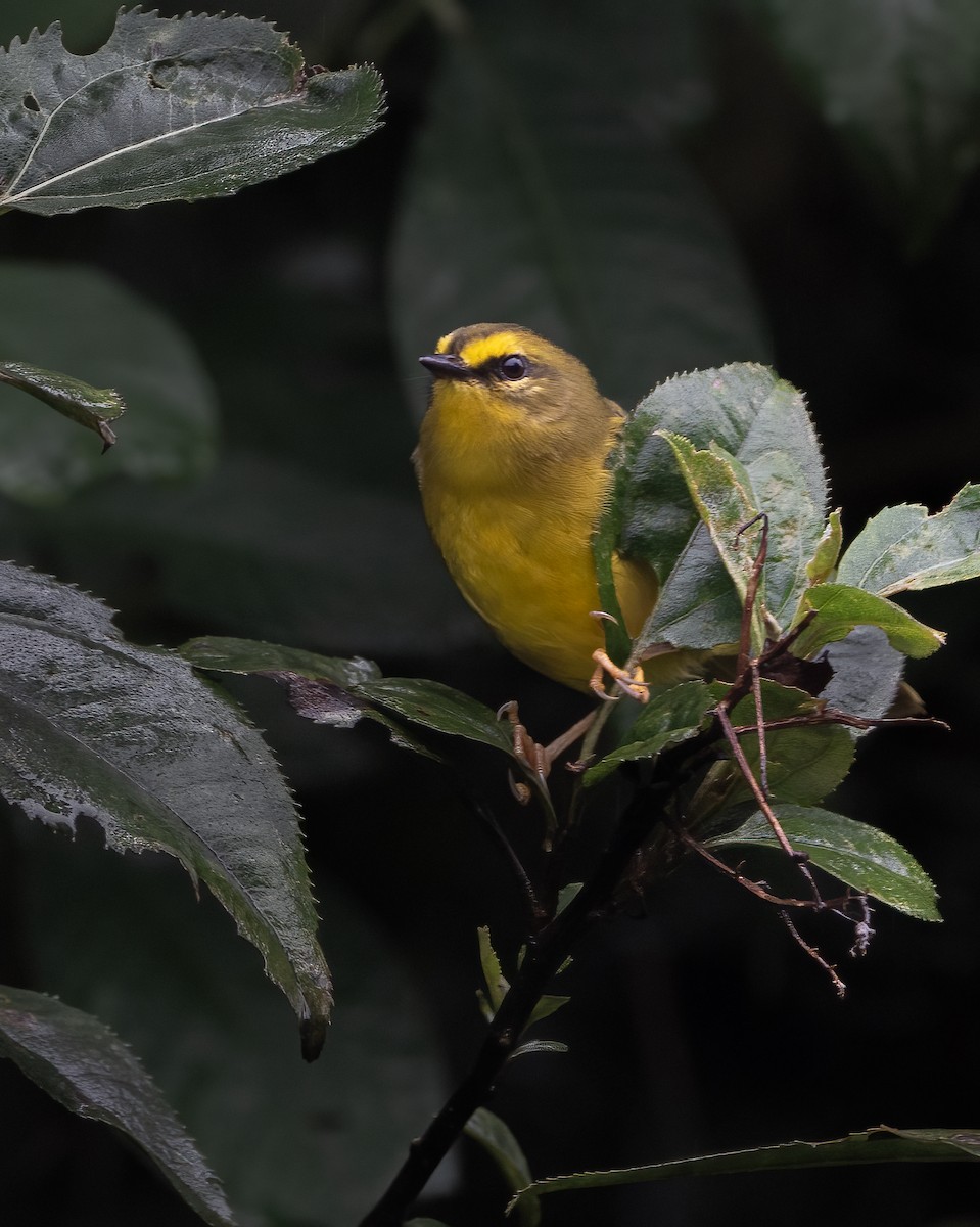 Citrine Warbler (Bolivian) - ML633339129