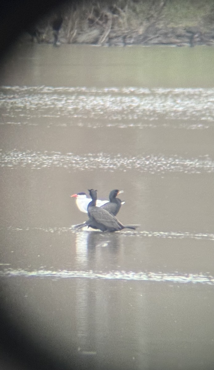 Caspian Tern - ML633339216