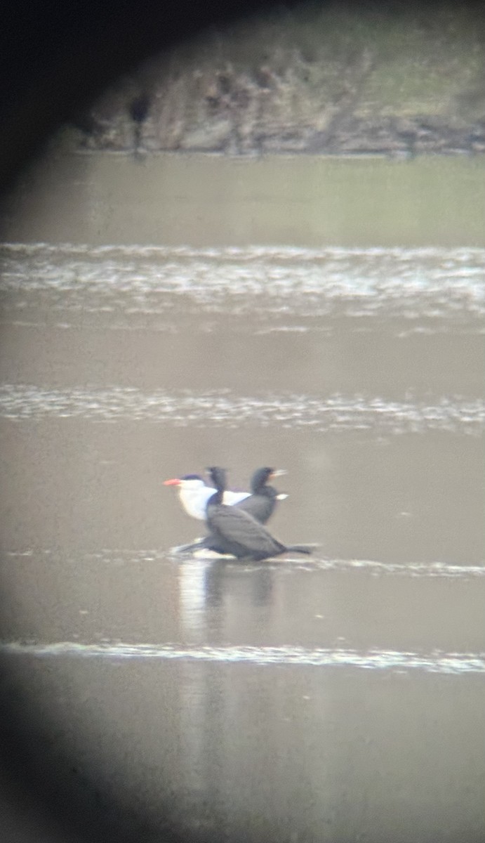 Caspian Tern - ML633339217