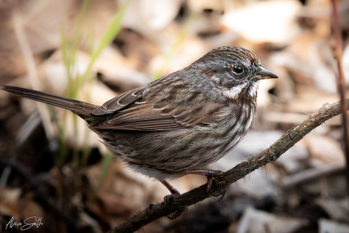 Song Sparrow - ML633339260