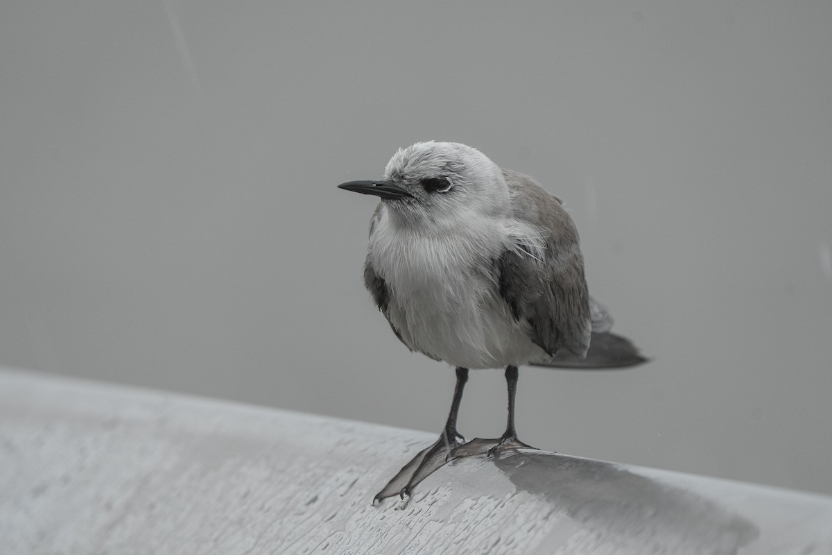 Gray Noddy - ML633339329