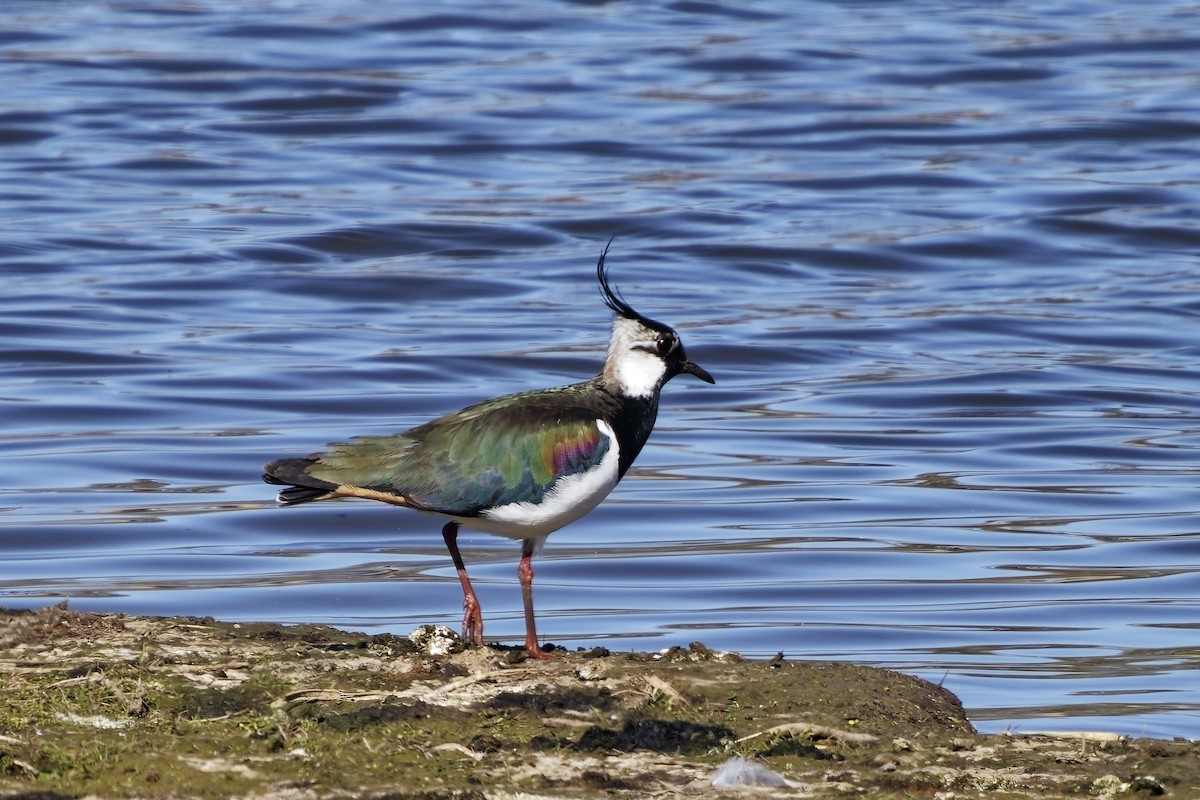 Northern Lapwing - ML633339337