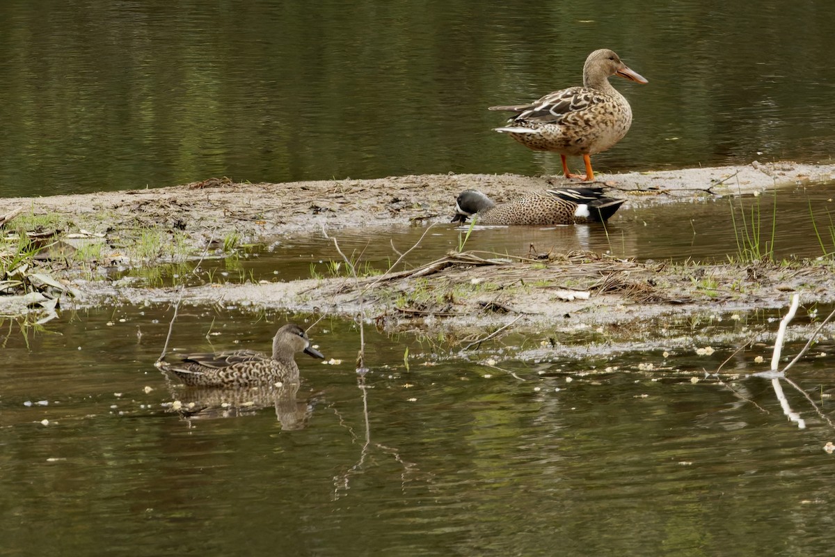 Blue-winged Teal - ML633339344
