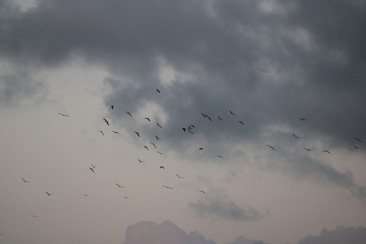 Black Skimmer - Fritz (Boch) Hoeflein