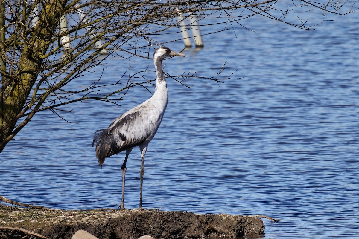 Common Crane - ML633339362