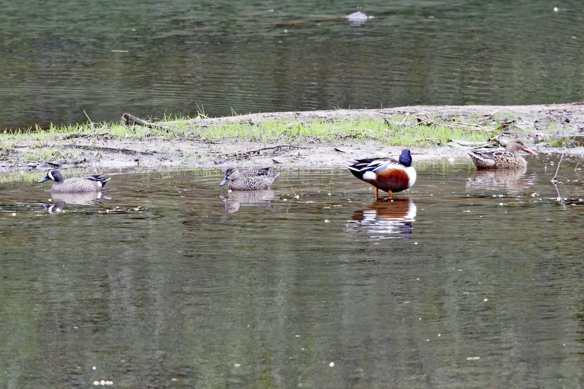 Blue-winged Teal - ML633339383
