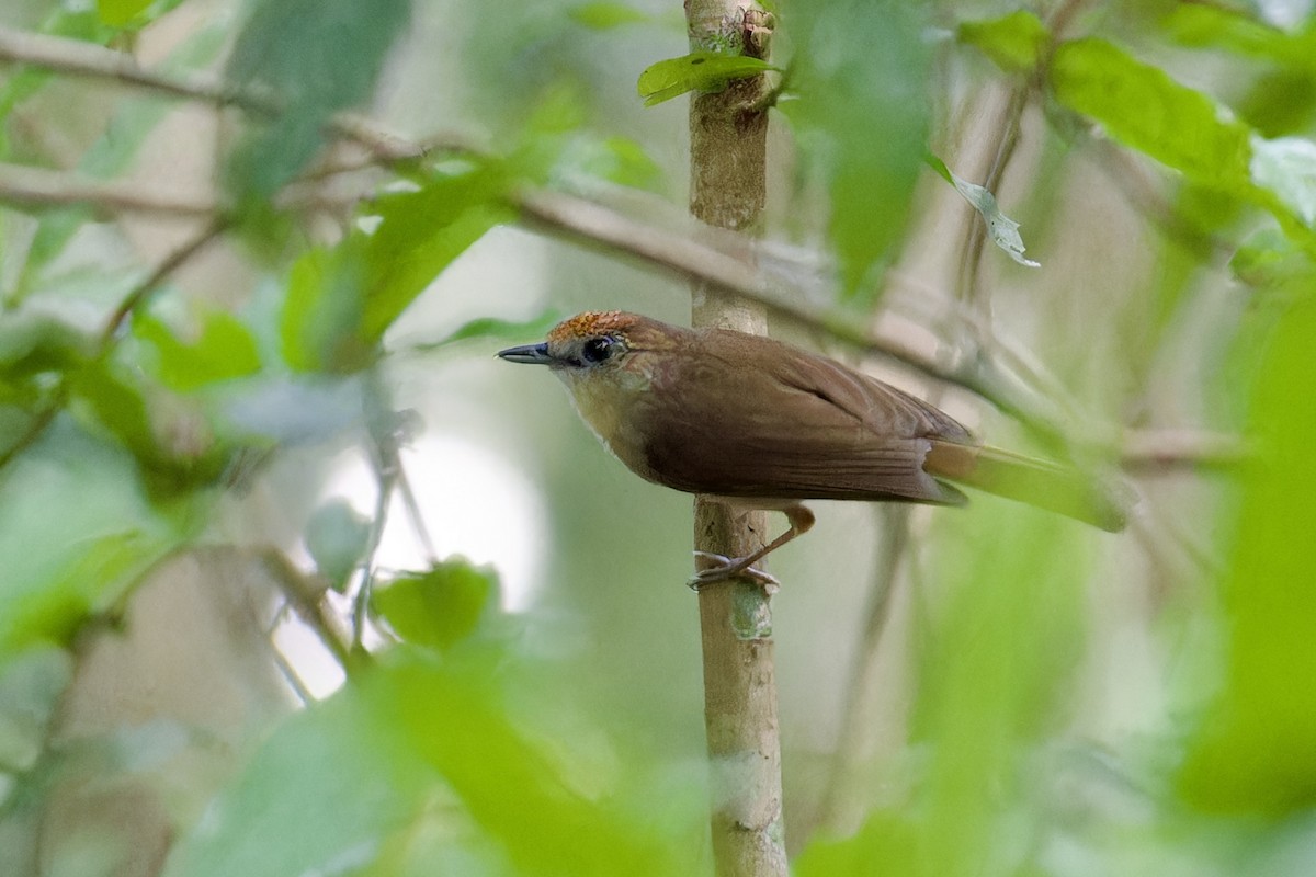 Scaly-crowned Babbler - ML633339416