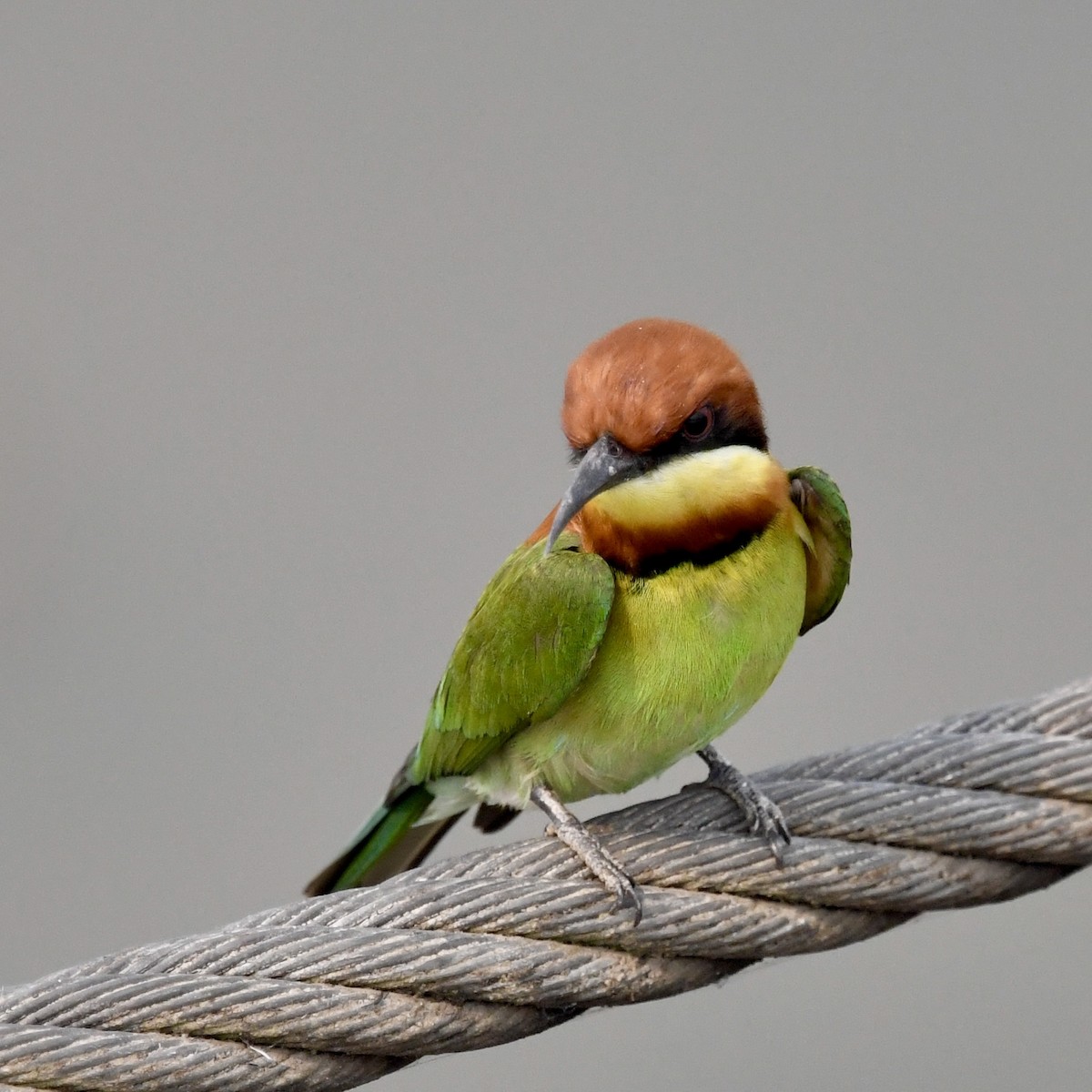 Chestnut-headed Bee-eater - ML633339901