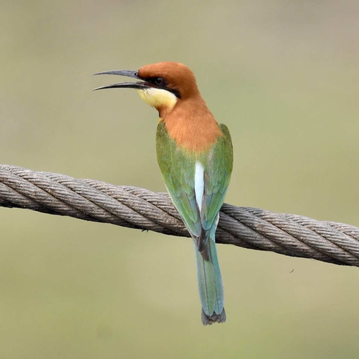 Chestnut-headed Bee-eater - ML633339902