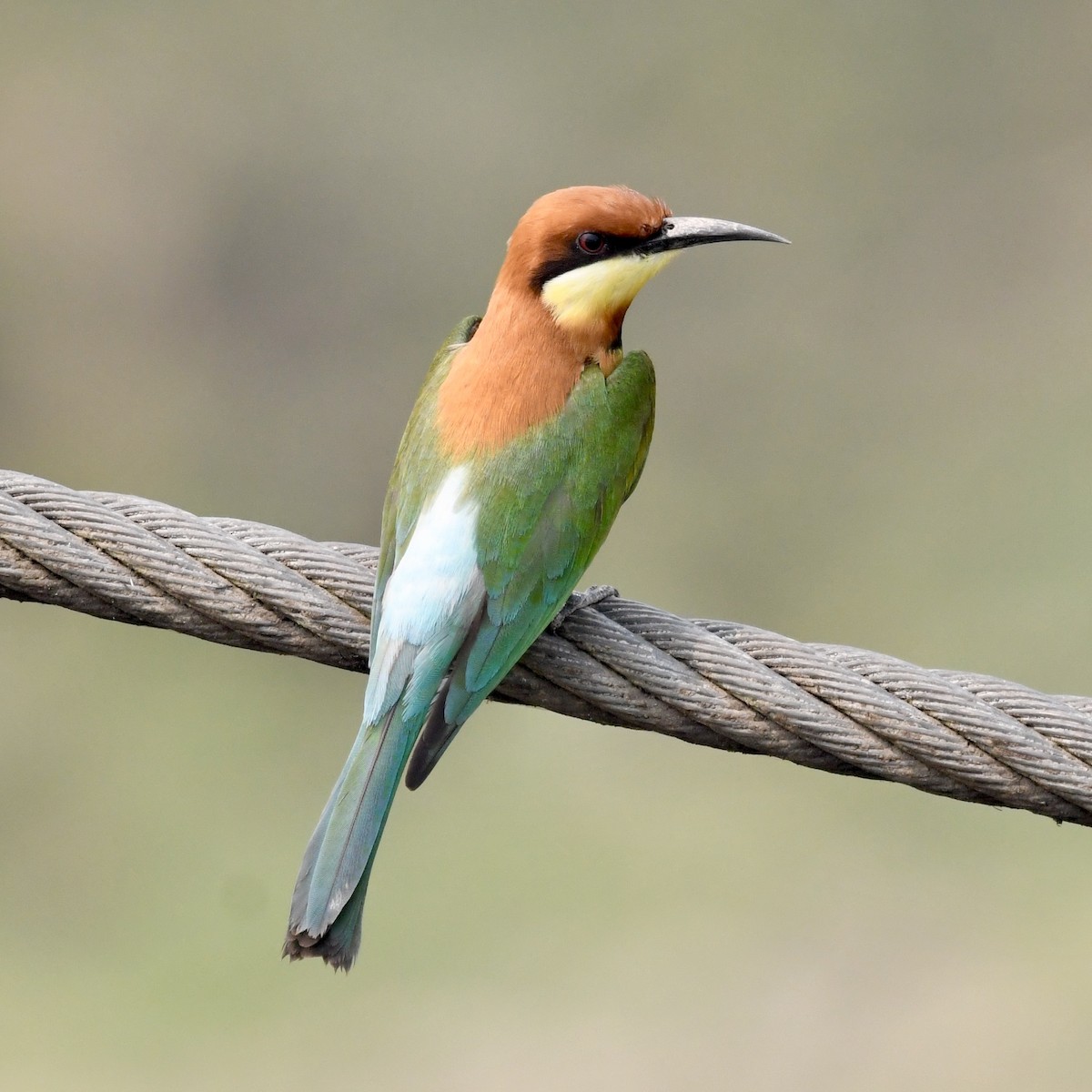 Chestnut-headed Bee-eater - ML633339903