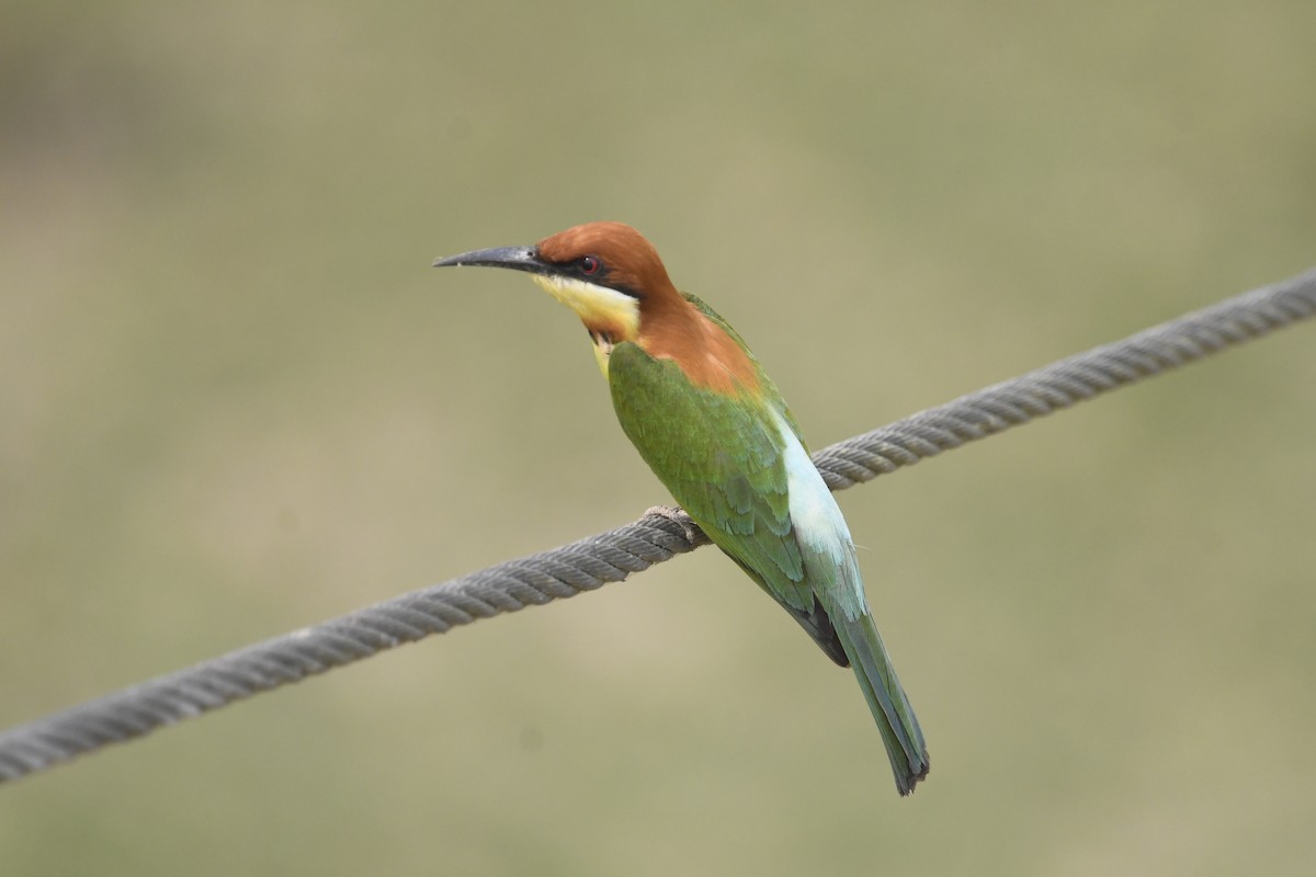 Chestnut-headed Bee-eater - ML633339904