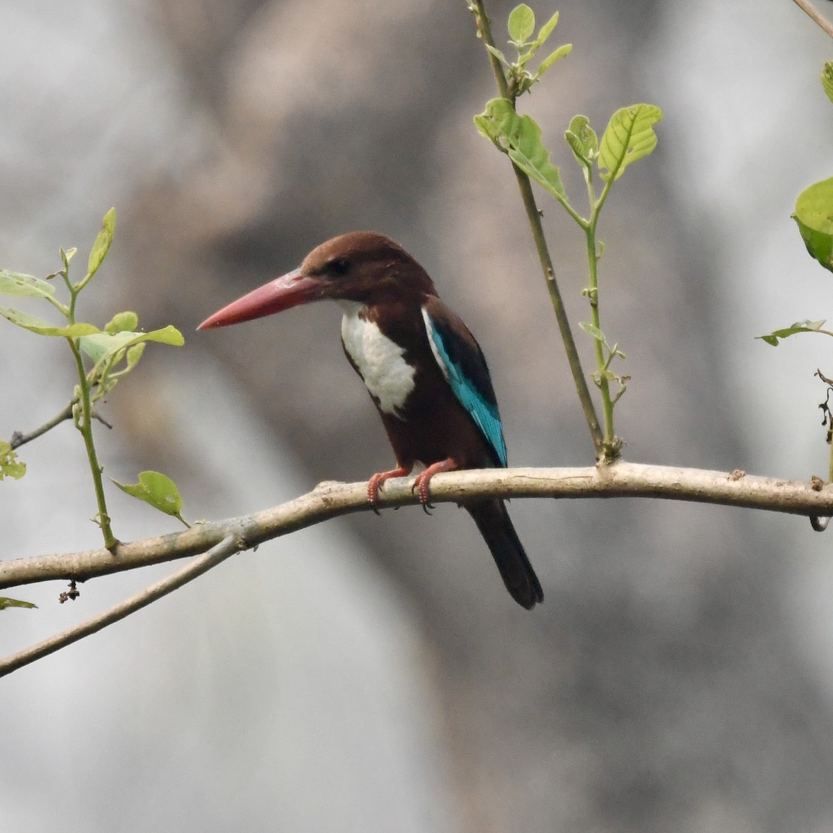 White-throated Kingfisher - ML633339910