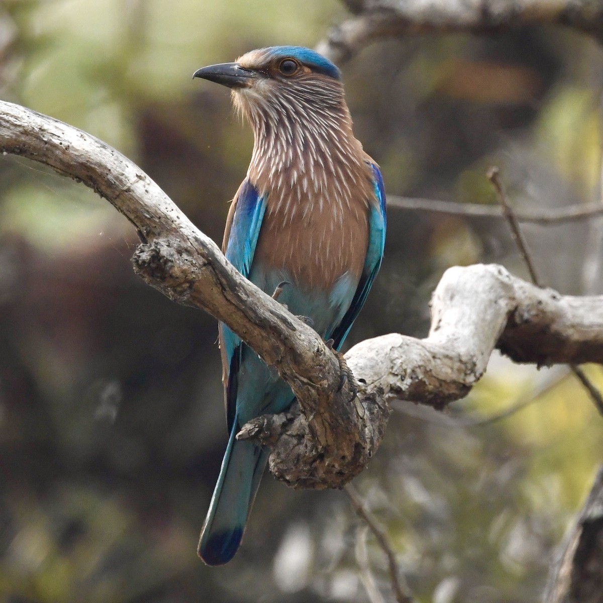 Indian Roller - ML633339913