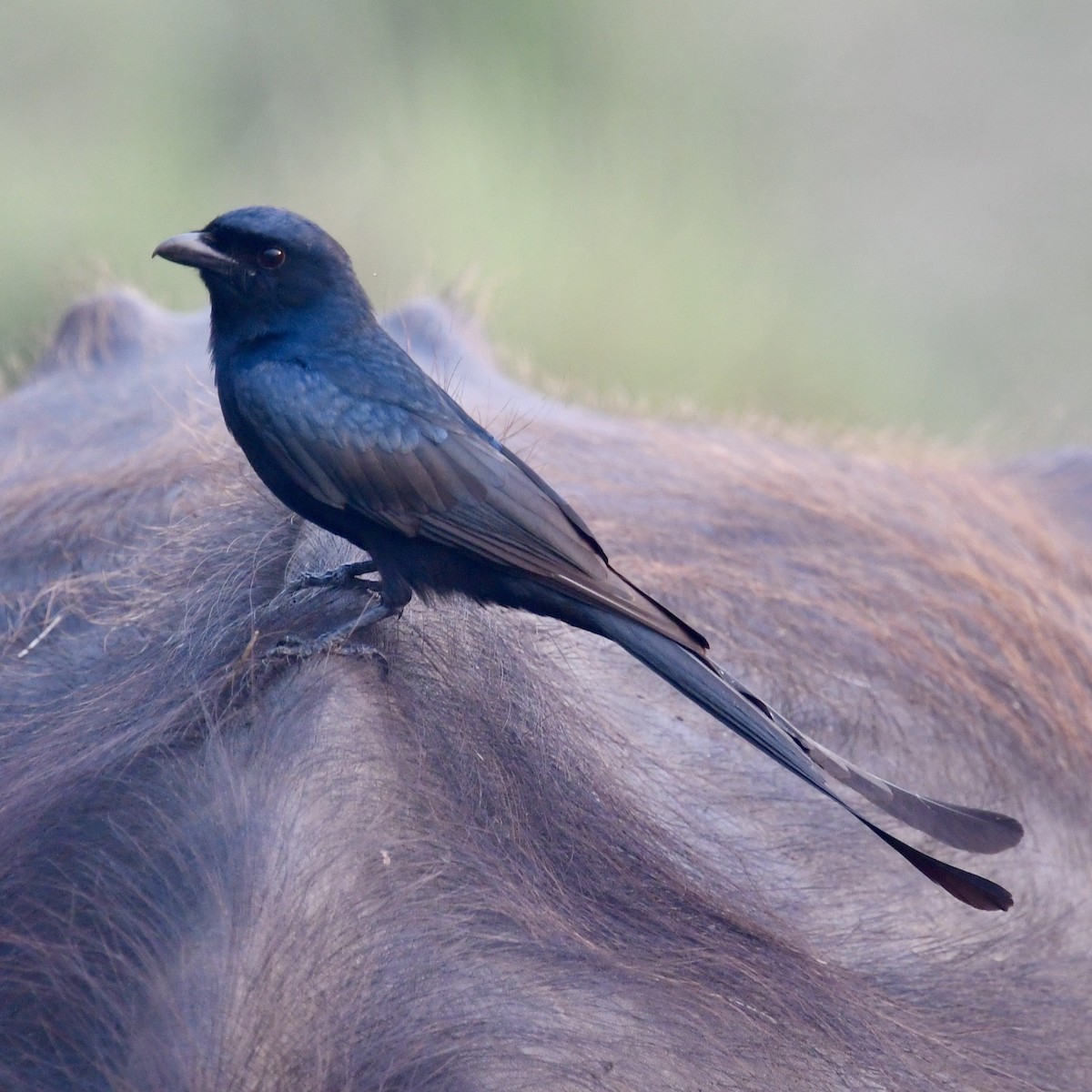 大卷尾 - ML633339916