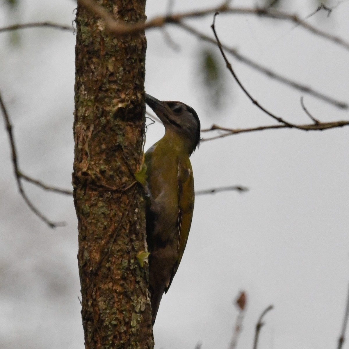 Greater Flameback - ML633339946