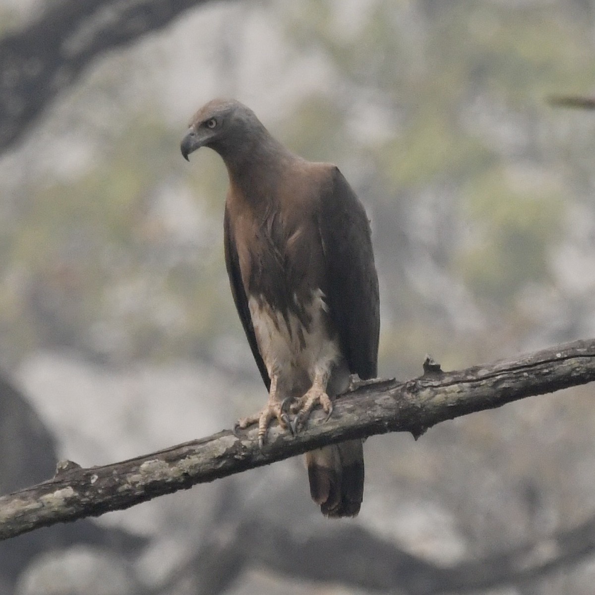 Gray-headed Fish-Eagle - ML633339951