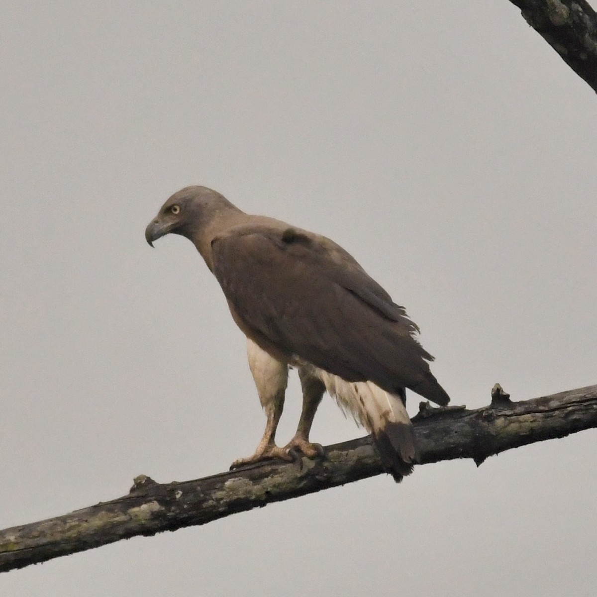 Gray-headed Fish-Eagle - ML633339952