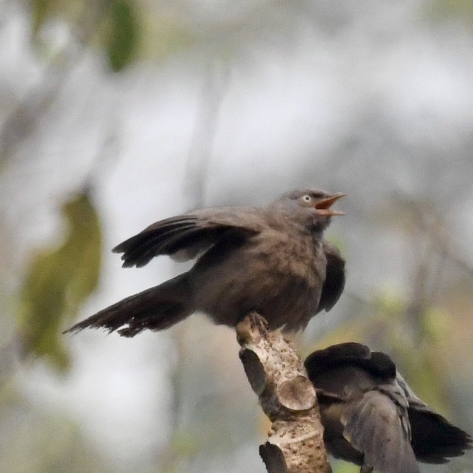 Jungle Babbler - ML633340003