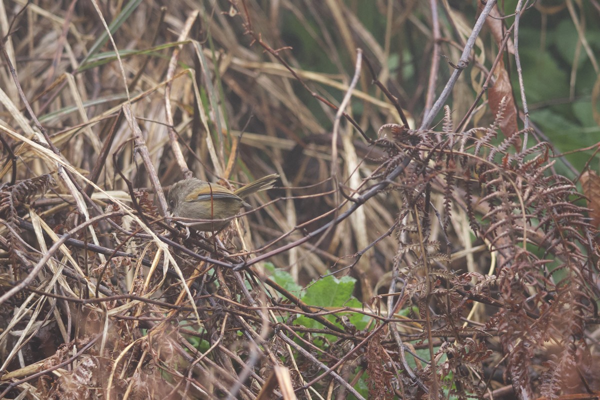Taiwan Fulvetta - ML633340016