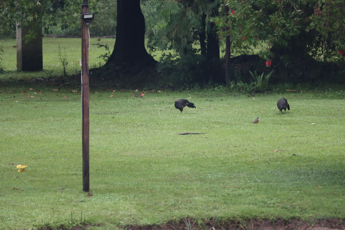 Dusky-legged Guan - ML633340037