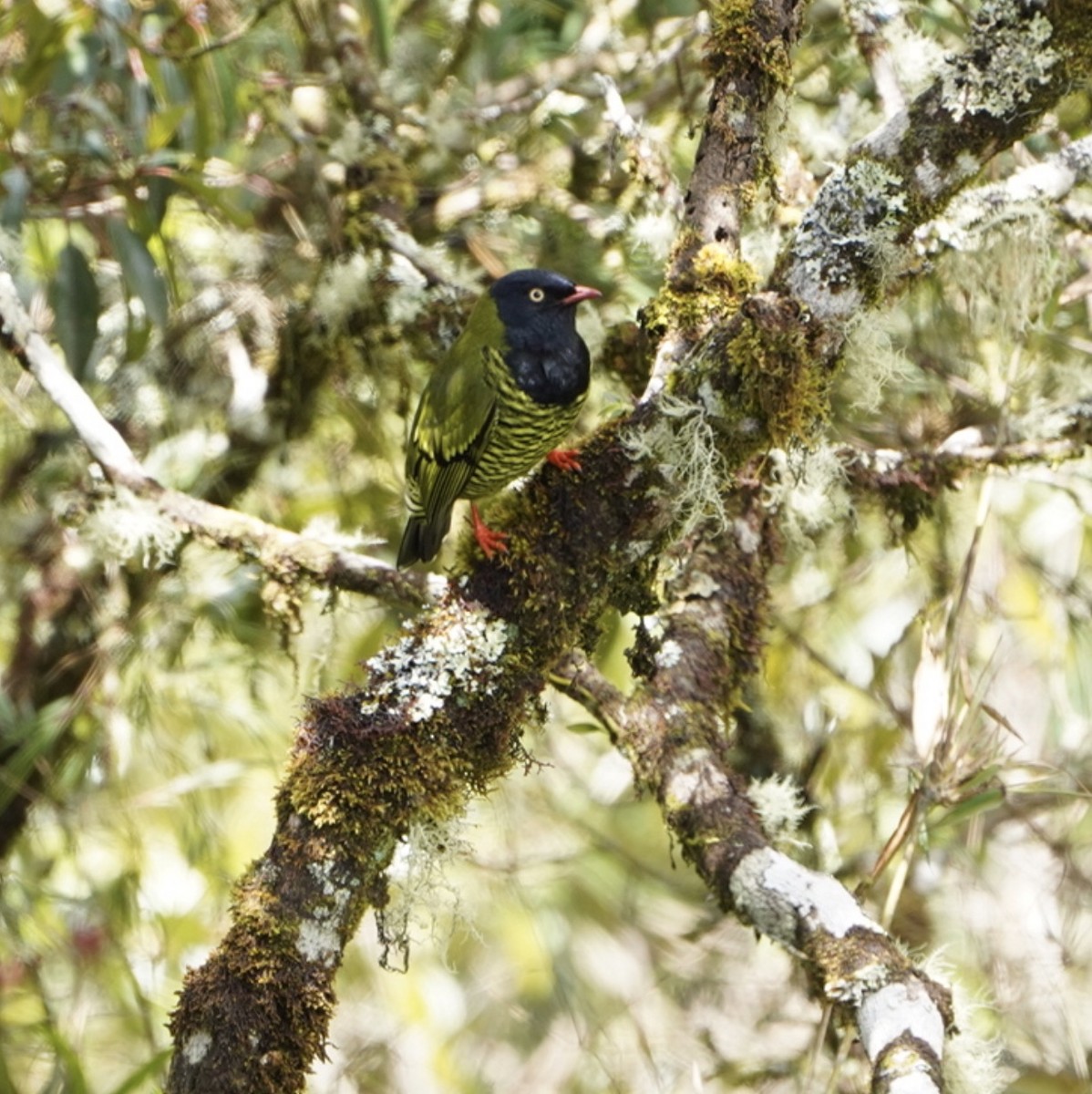 Barred Fruiteater - ML633340158