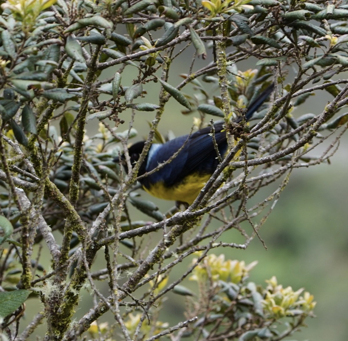 Hooded Mountain Tanager - ML633340164