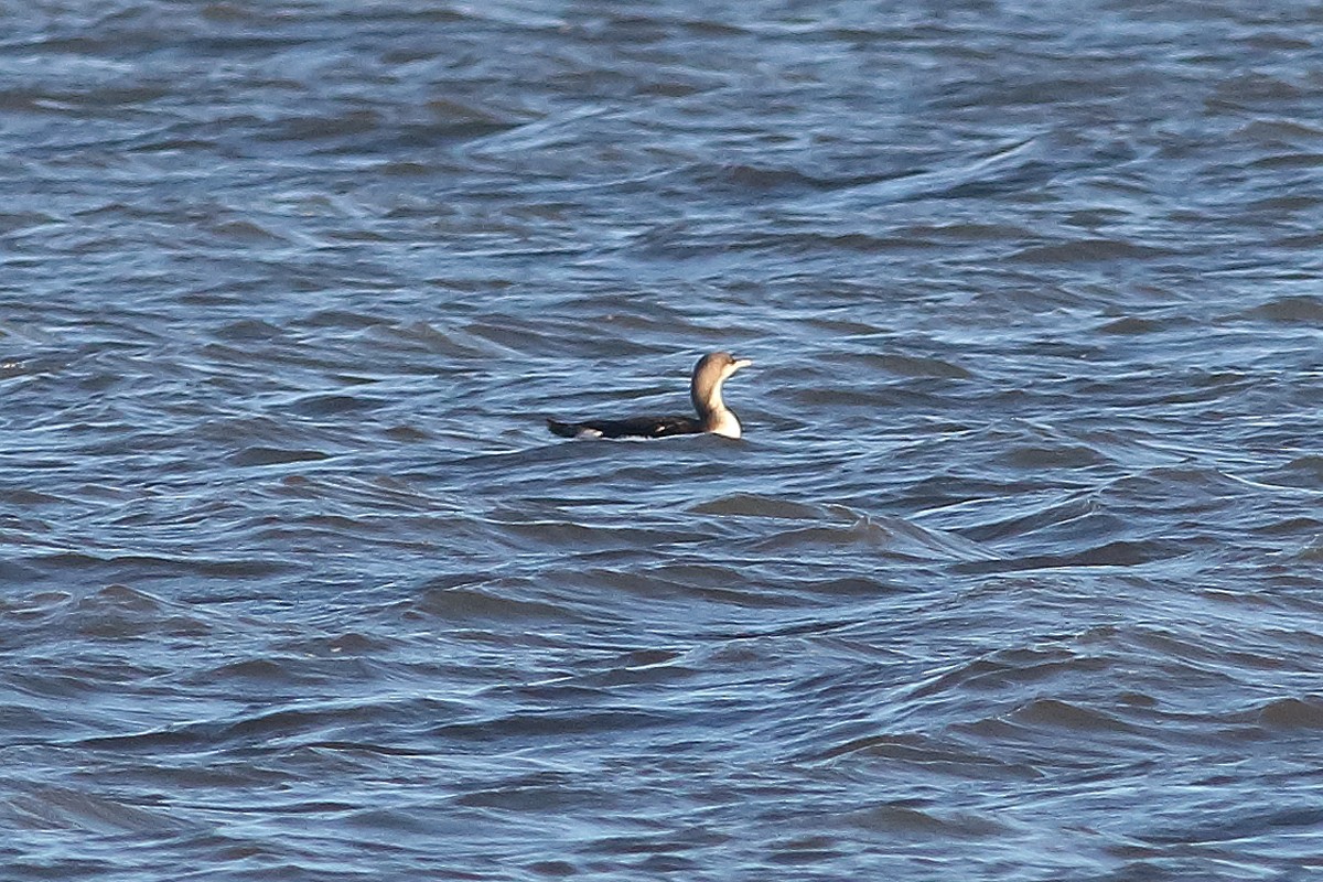 Arctic Loon - Stewart Sexton