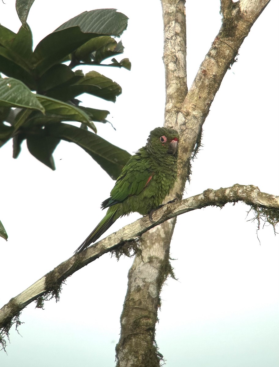 El Oro Parakeet - ML633340206