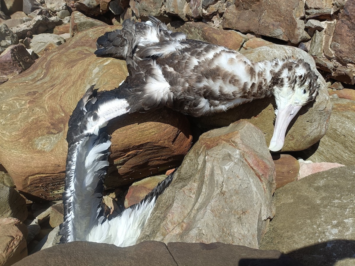 Snowy Albatross - ML633340214