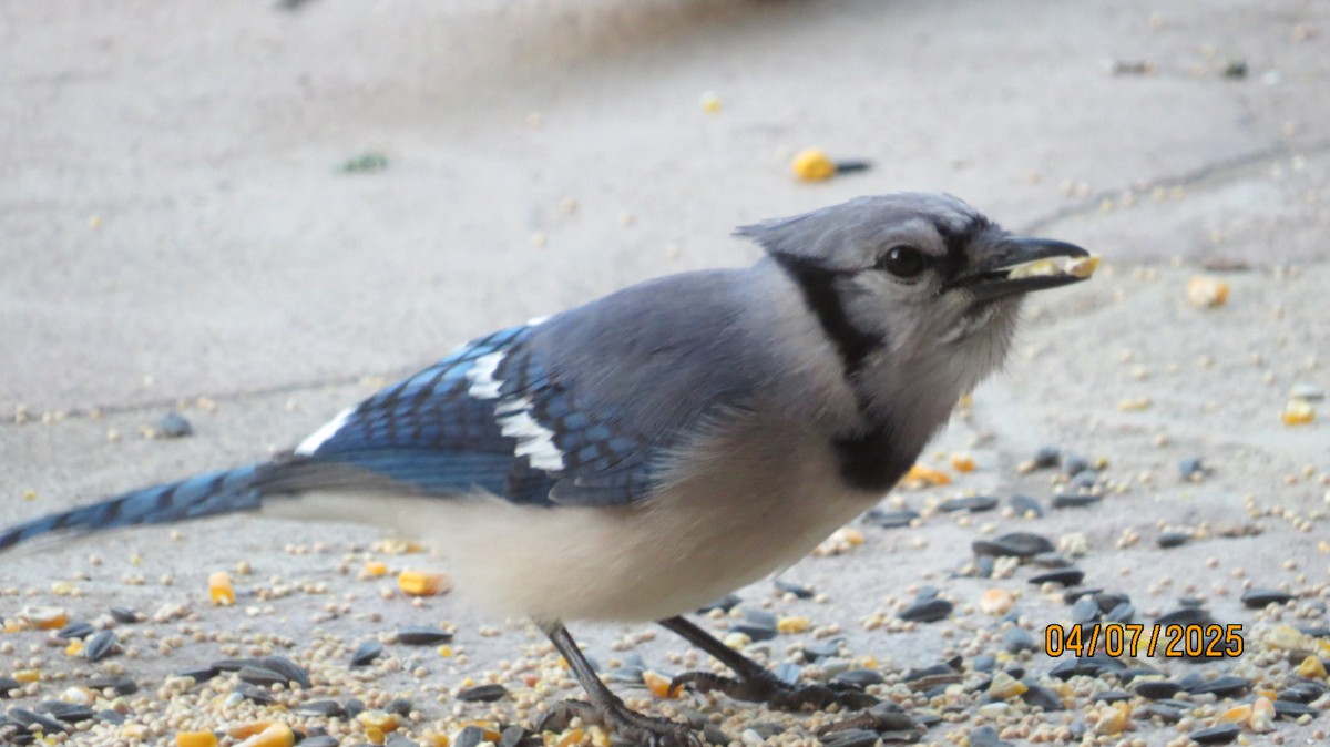 Blue Jay - JOHN KIRK