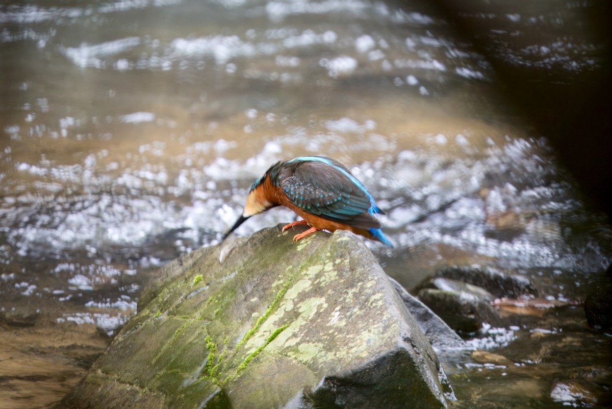 Blyth's Kingfisher - ML633340261