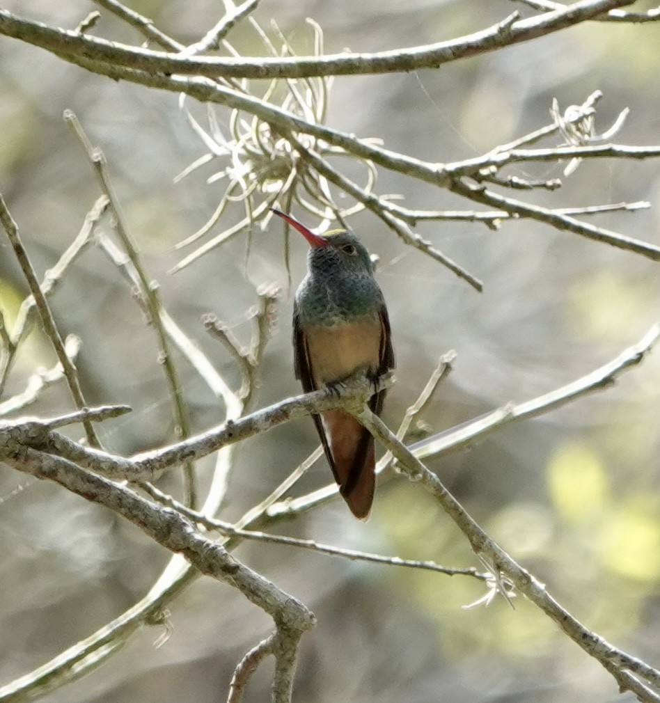 Buff-bellied Hummingbird - ML633340264