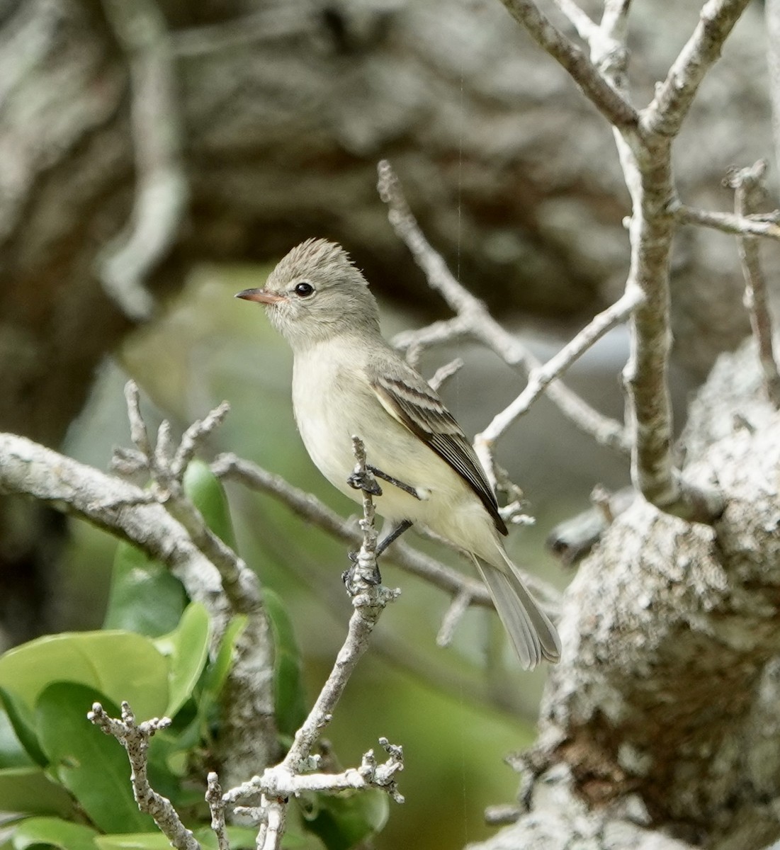 Northern Beardless-Tyrannulet - ML633340282